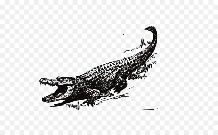 Crocodile，Reptile PNG