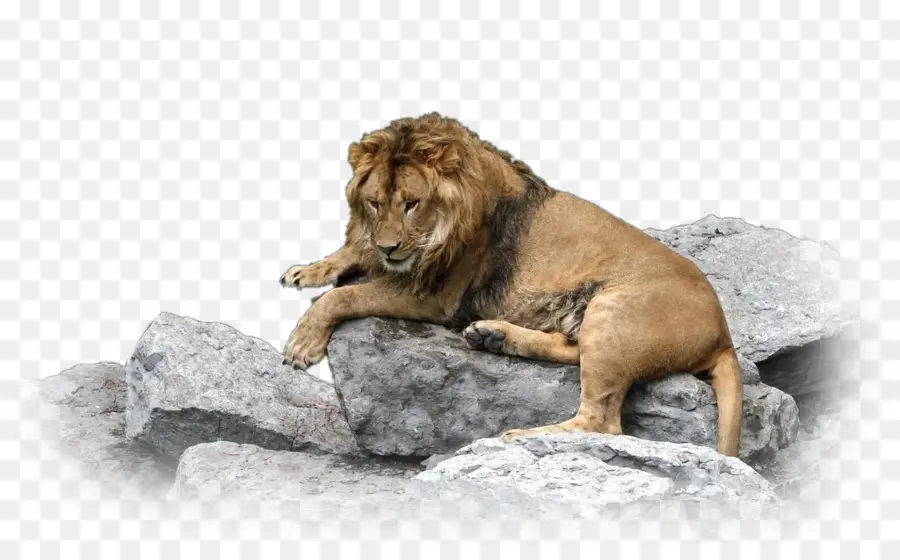 Lion，Animal PNG