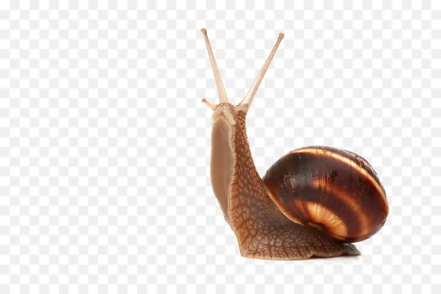 Gastéropodes，Escargot PNG