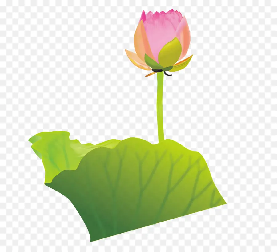 Fleur De Lotus，Fleurir PNG