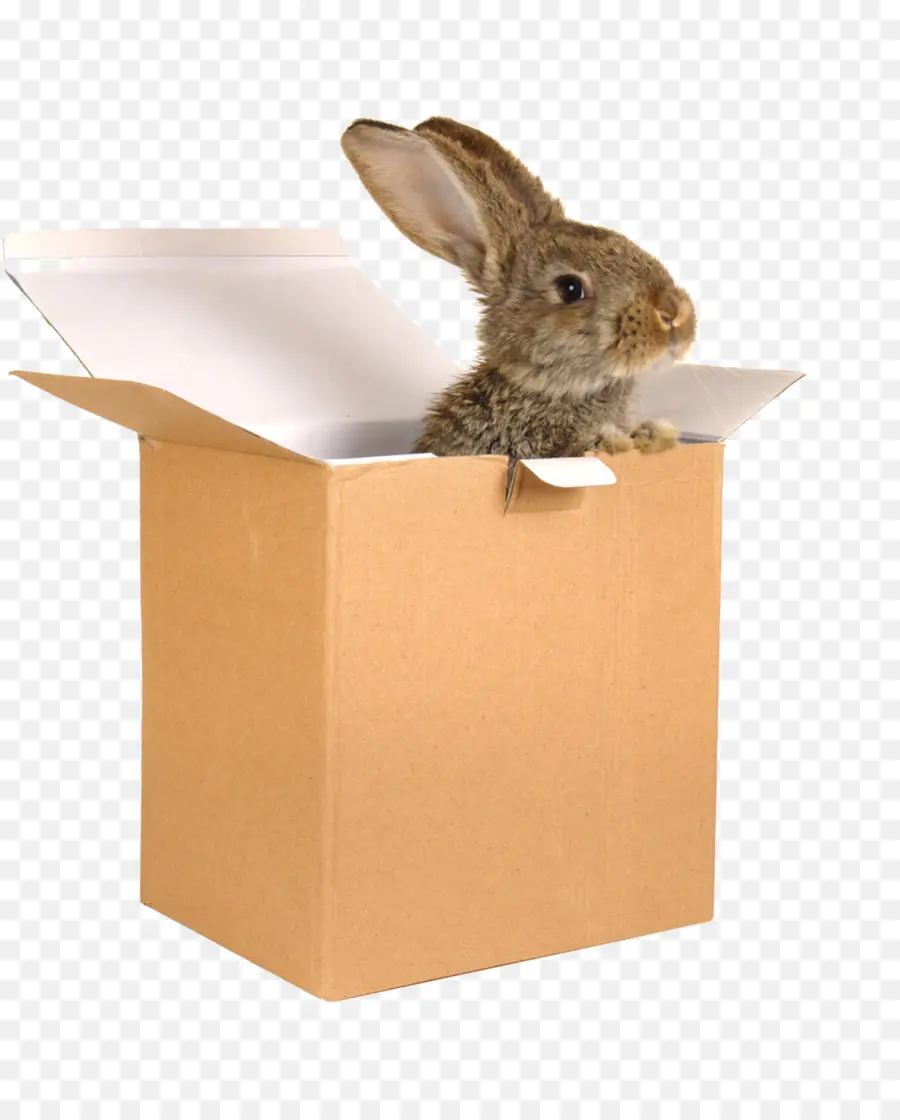 Lapin En Boîte，Lapin PNG