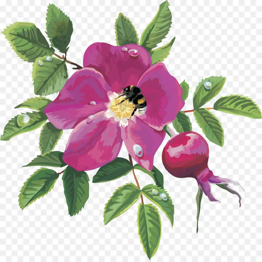 Roses De Centifolia，Rosa Rubiginosa PNG