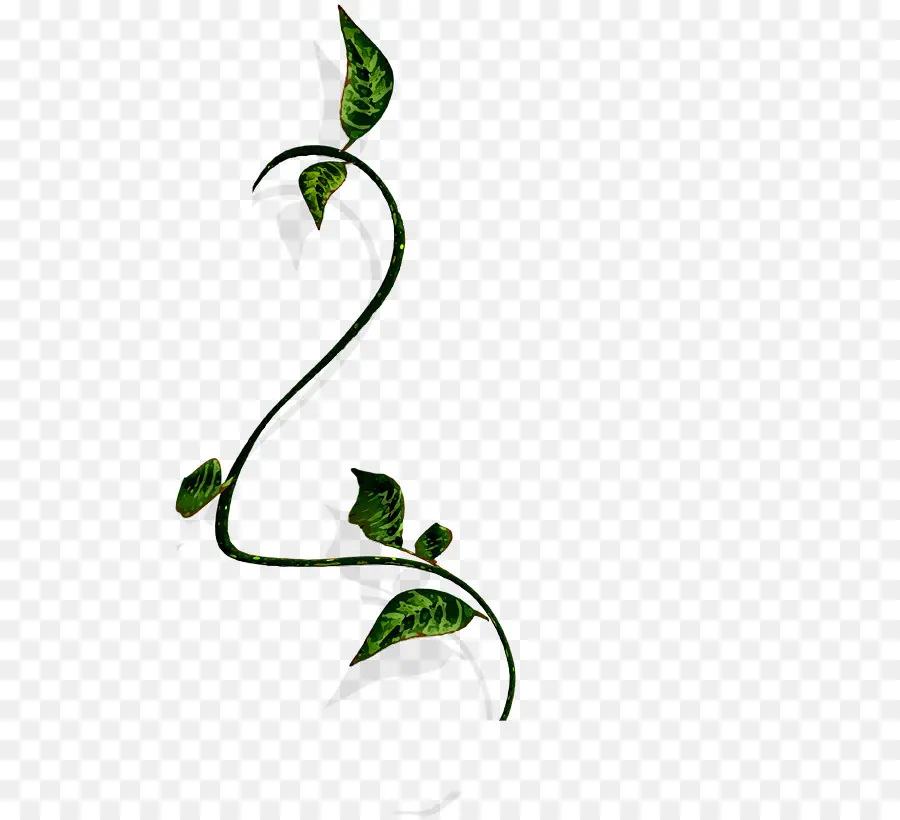 Vigne，Feuilles PNG