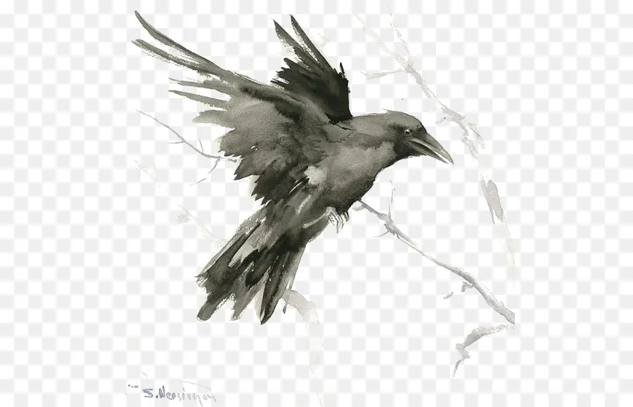 Corbeau Commun，Oiseau PNG