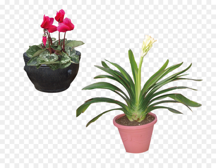 Plantes En Pot，Fleurs PNG