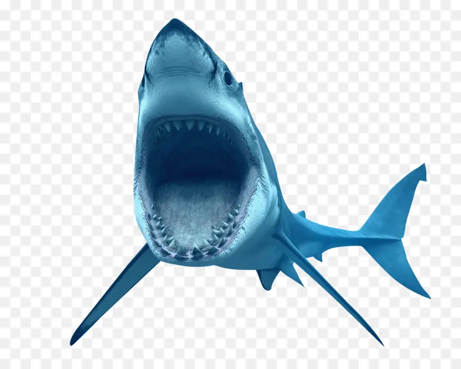 Requin，Grand Requin Blanc PNG