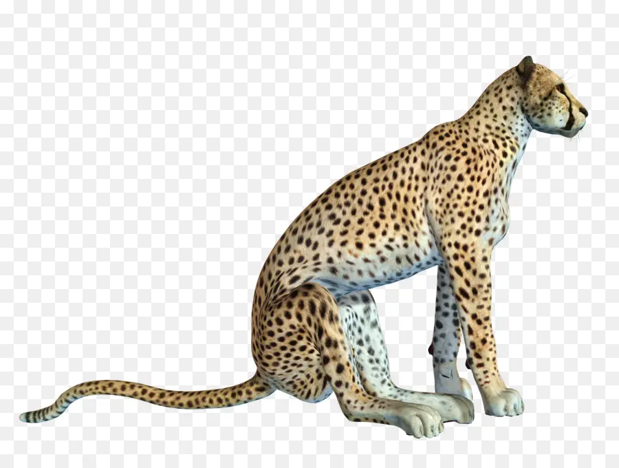 Guépard，Taches PNG