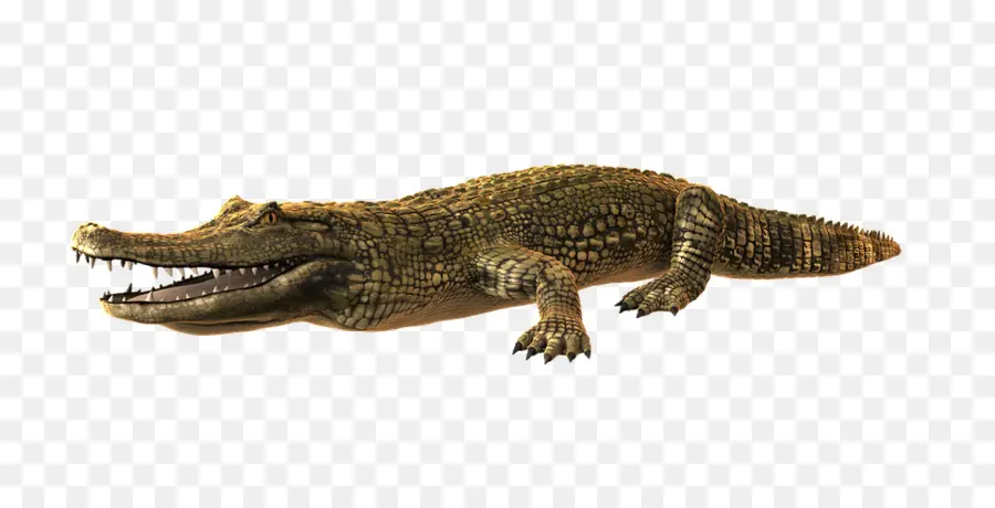 Crocodile，Reptile PNG