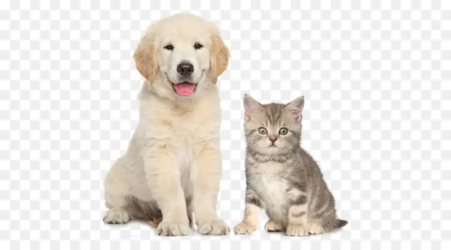 Chiot Et Chaton，Chien PNG