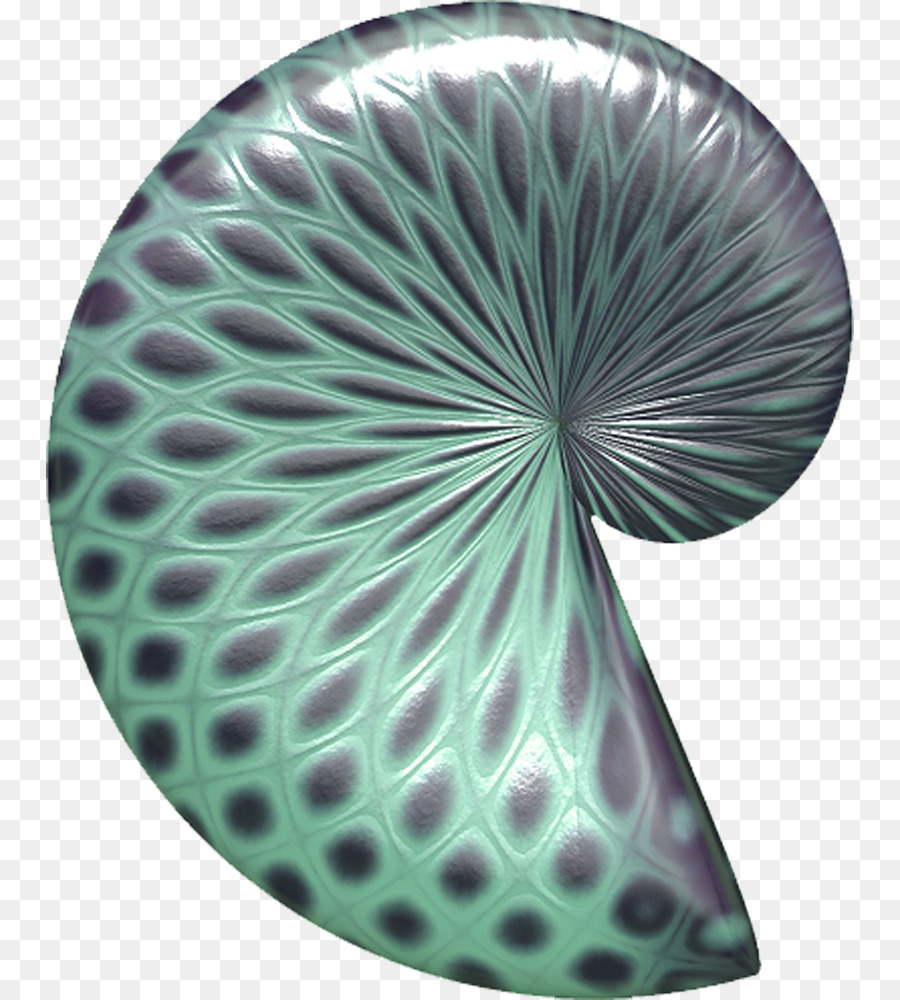 Coquille De Nautilus，Coquille PNG