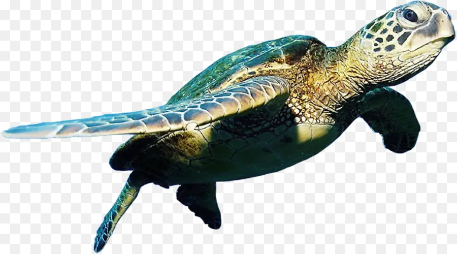 Tortue，Tortue De Mer PNG