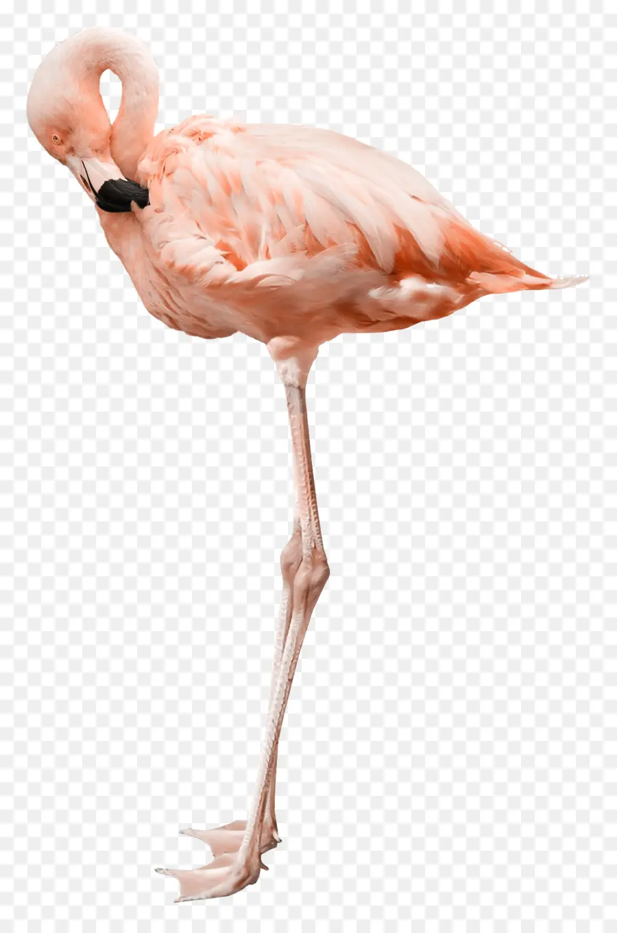 Flamant Rose，Debout PNG