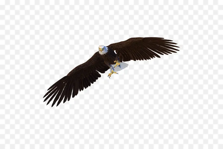 Aigle Volant，Ailes PNG