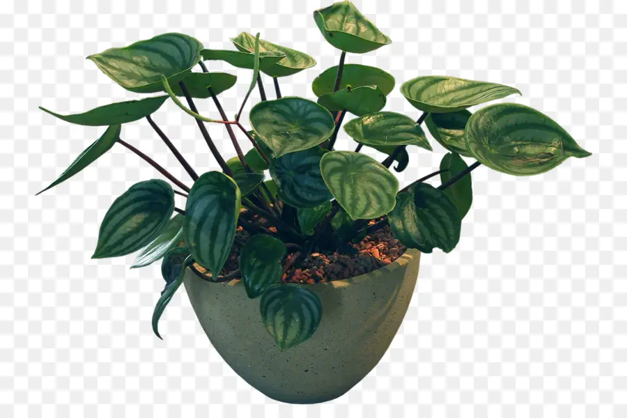 Plante En Pot，Feuilles PNG