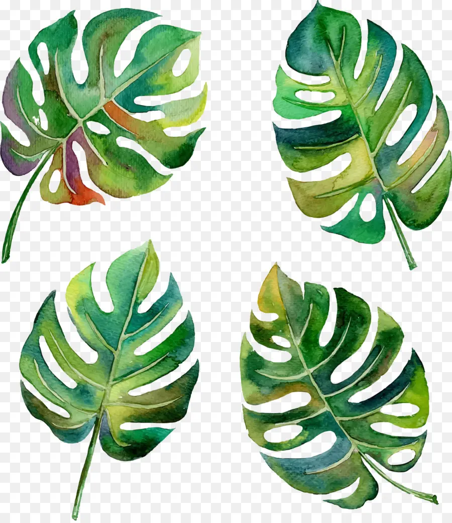 Feuilles De Monstera，Vert PNG