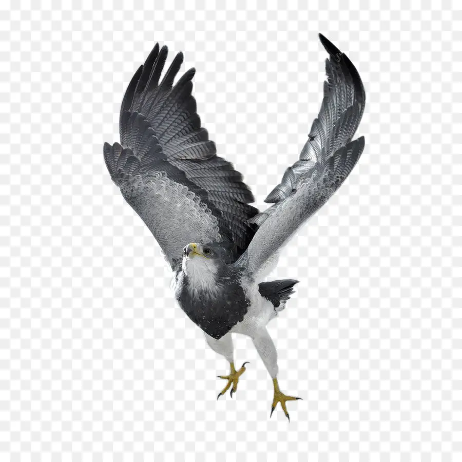 Oiseau，Pygargue à Tête Blanche PNG