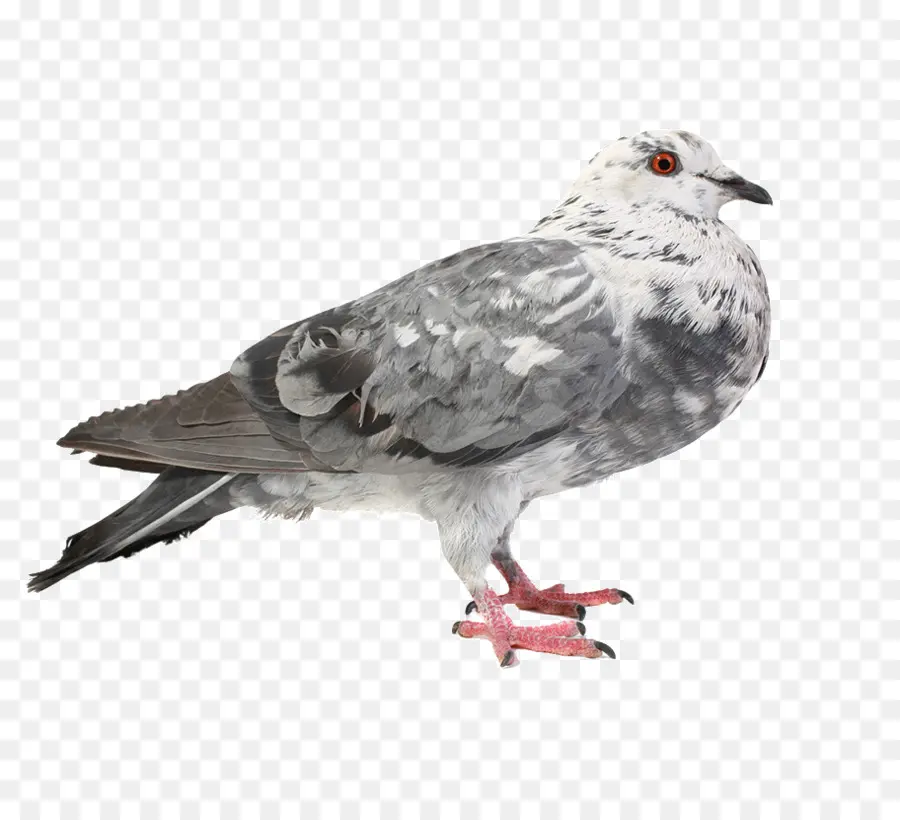 Pigeon，Oiseau PNG