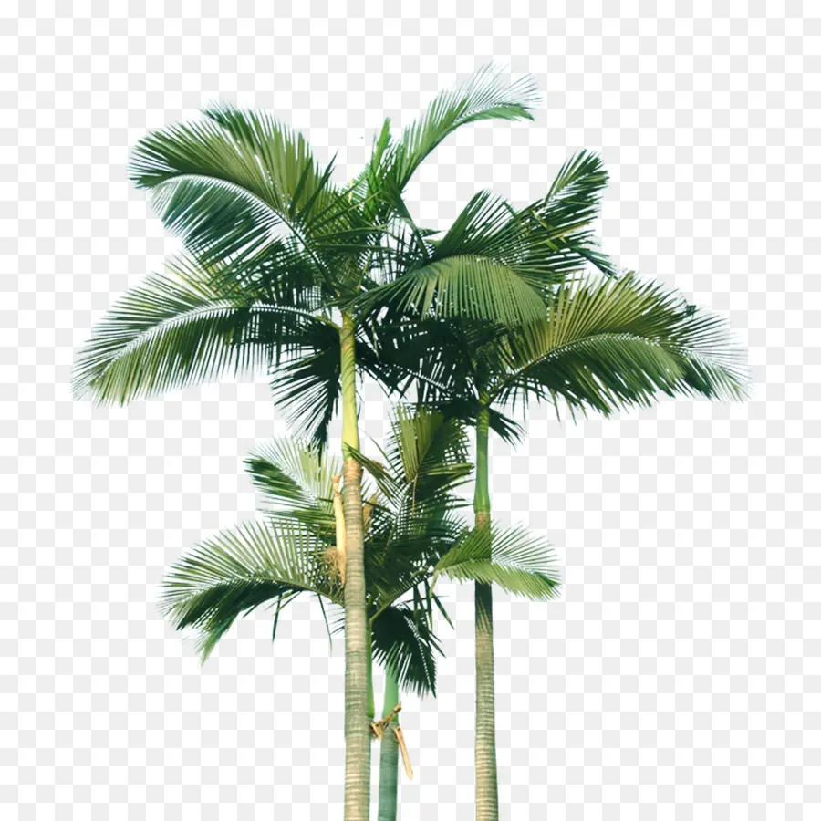 Arecaceae，Arbre PNG