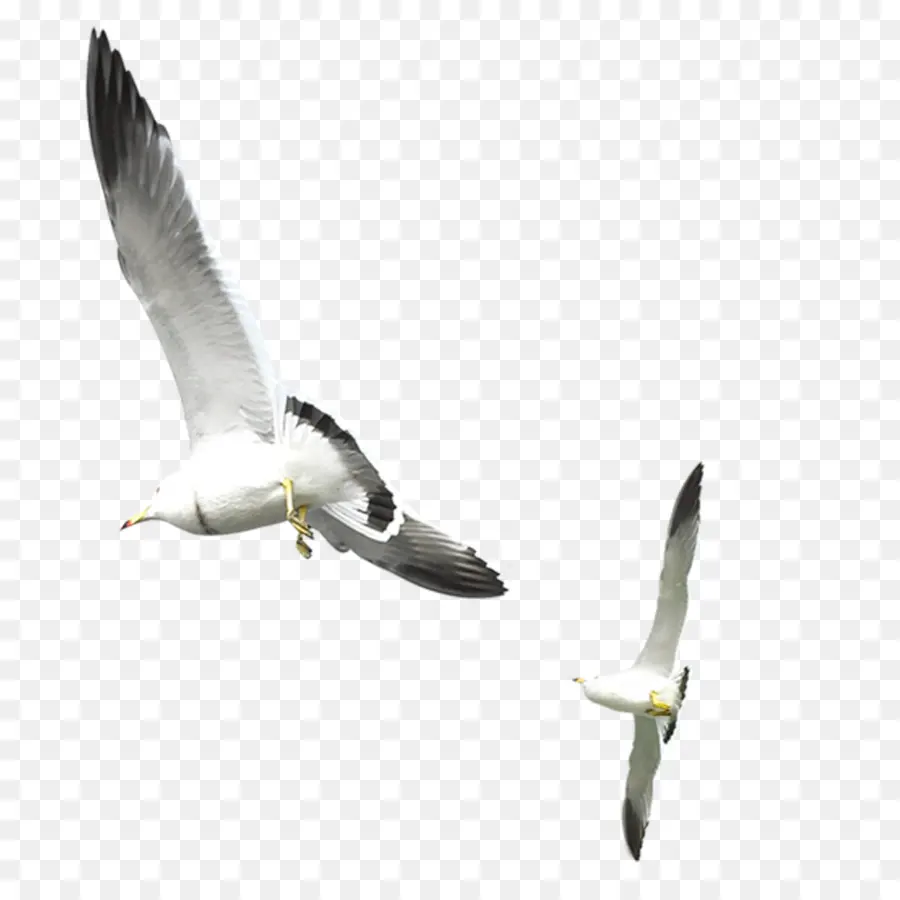 Goélands，Oiseau PNG