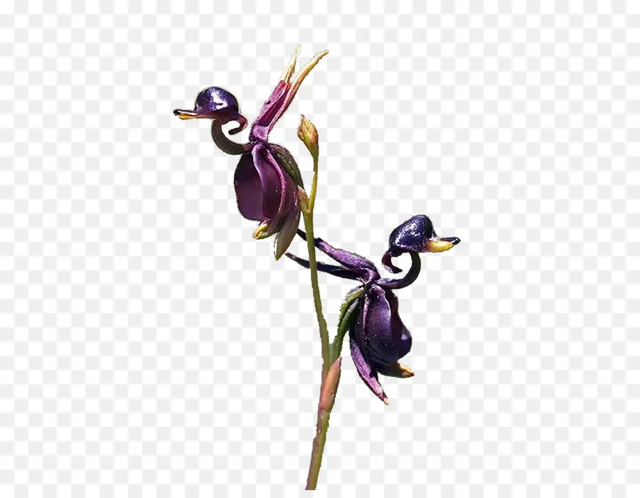 Orchidée，Violet PNG