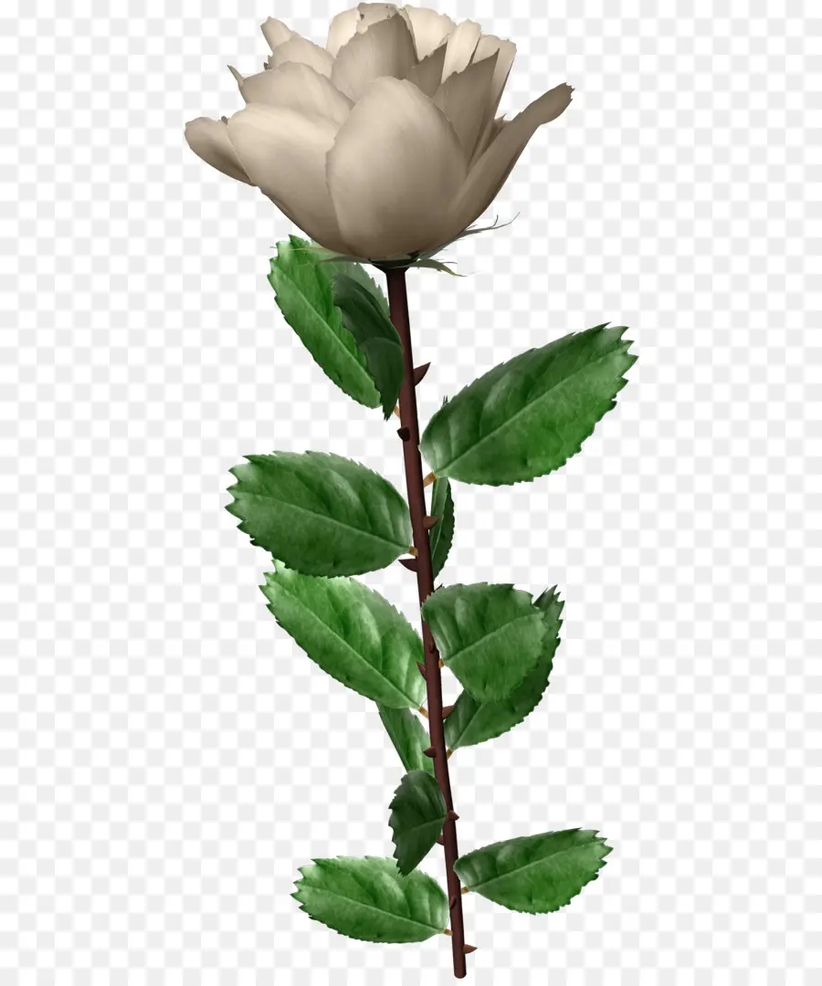 Rose，Blanc PNG