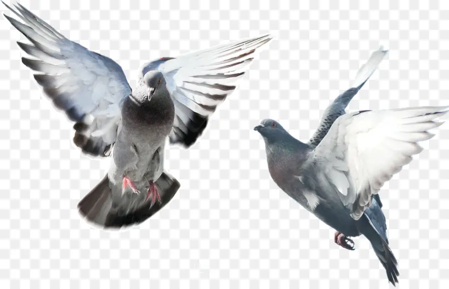 Oiseau，Pigeon Rose PNG