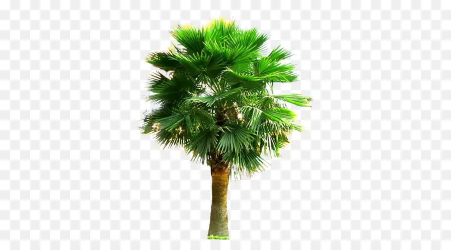 Arecaceae，Palmier Iii PNG