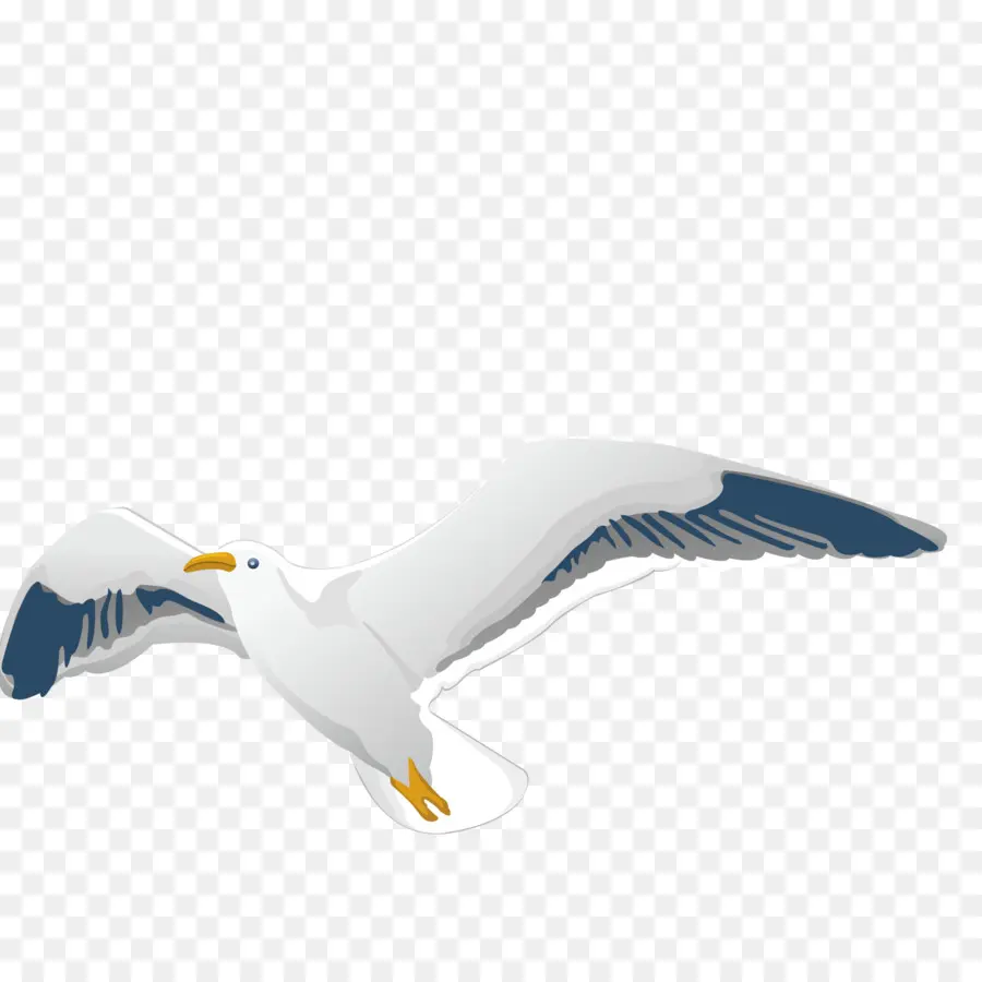 Pigeon Voyageur，Colombe PNG