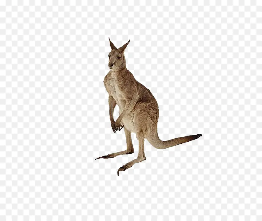 Kangourou，Marsupial PNG