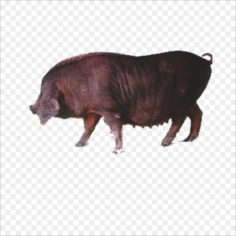 Sanglier，Postscript Encapsulé PNG