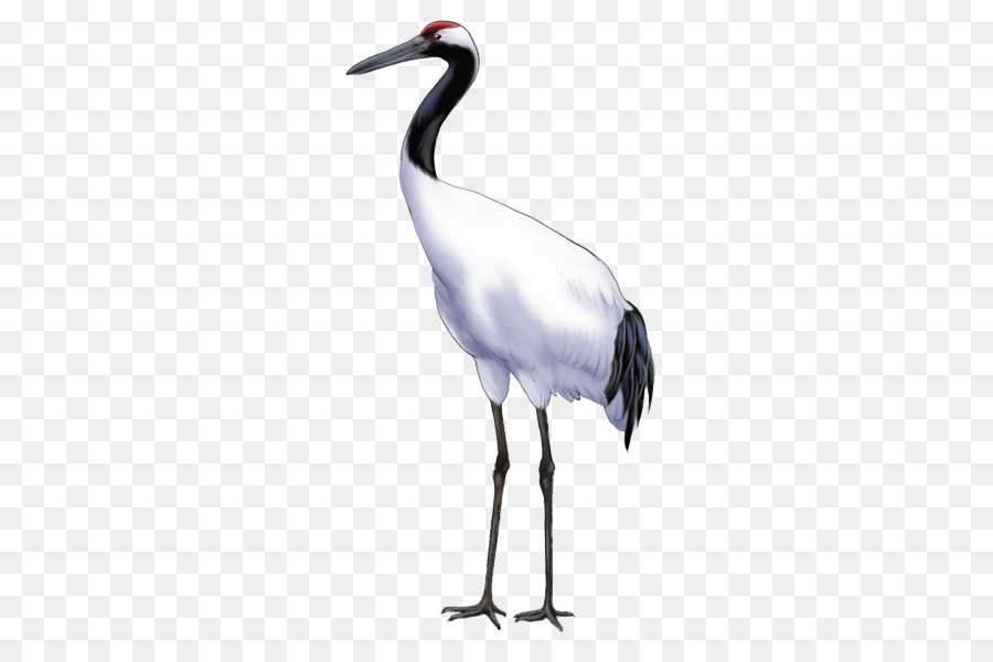 grue oiseau telecharger png grue oiseau telecharger transparentes png gratuit grue oiseau telecharger png grue