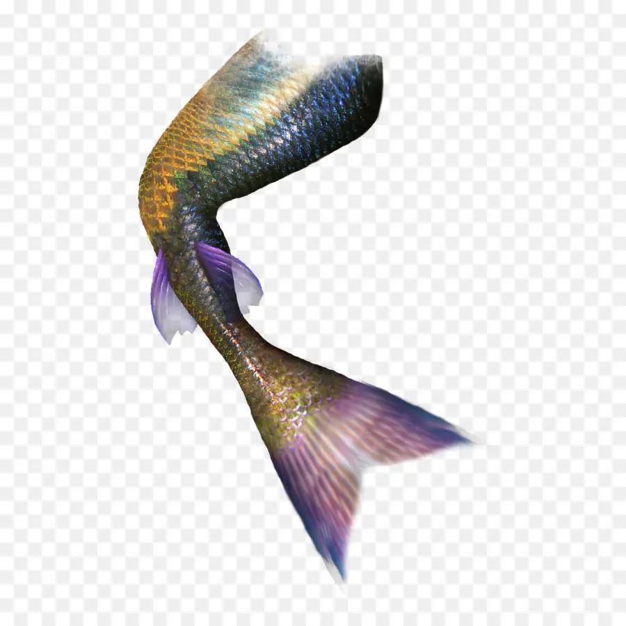 Queue De Poisson，Palmes PNG