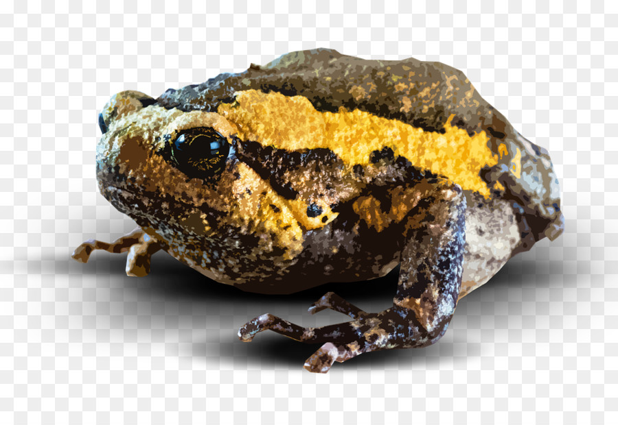 Amphibiens，Crapaud PNG