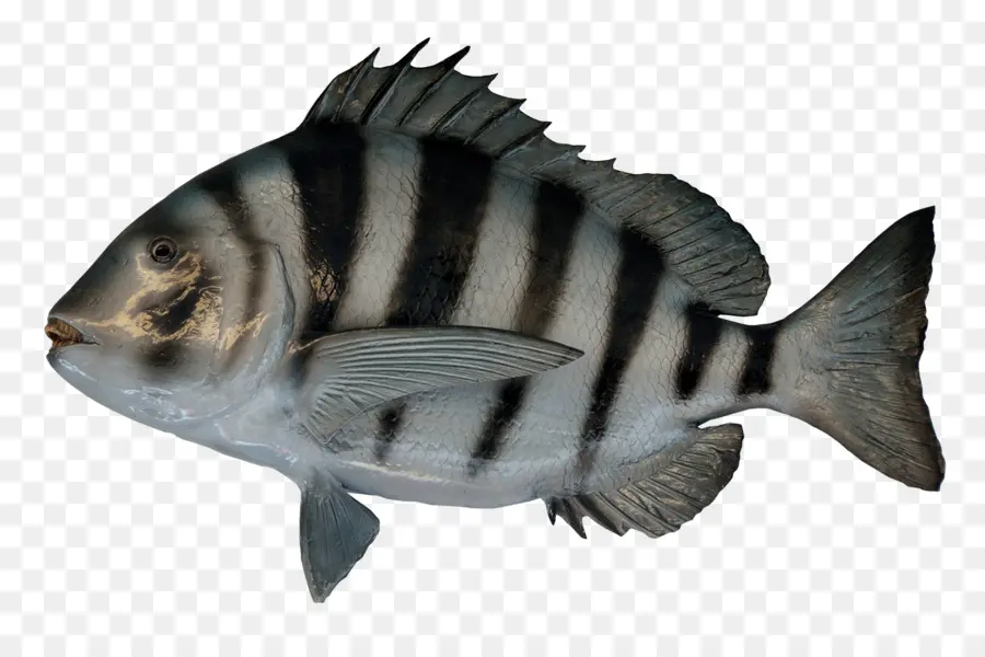 Poisson，Aquatique PNG