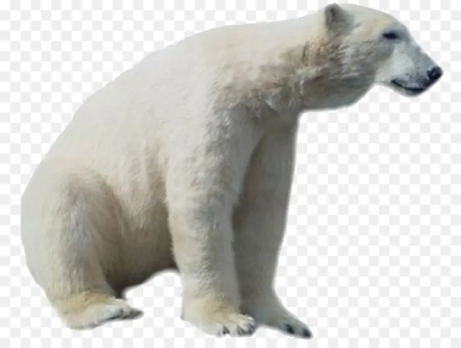 Ours Blanc，Arctique PNG