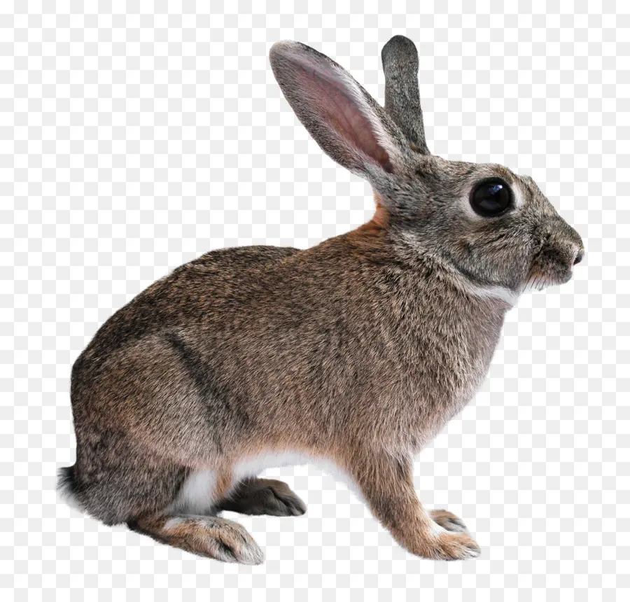 Lapin Californien，Lapin Géant Flamand PNG