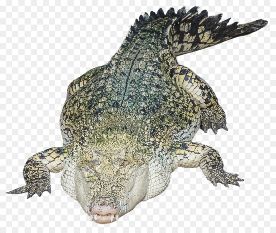 Crocodile，Reptile PNG