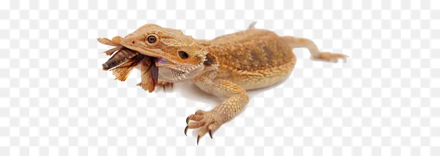 Collie Barbu，Lézard PNG