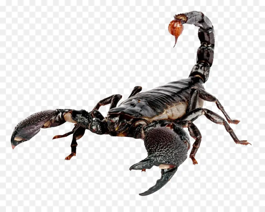 Scorpion，Scorpion Sting PNG