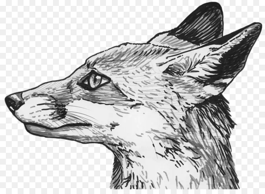 Dessin De Renard，Renard PNG