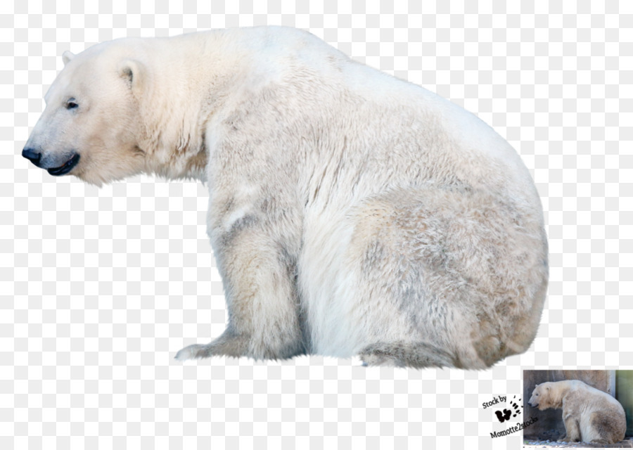 Ours Blanc，Blanc PNG