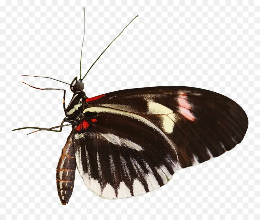 Papillon，Ailé PNG