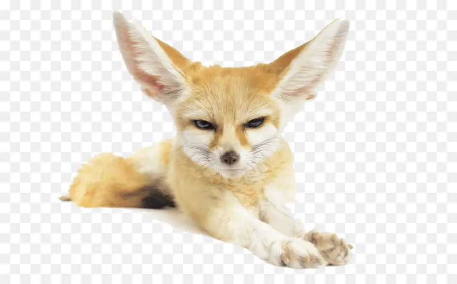 Renard Fennec，Désert PNG