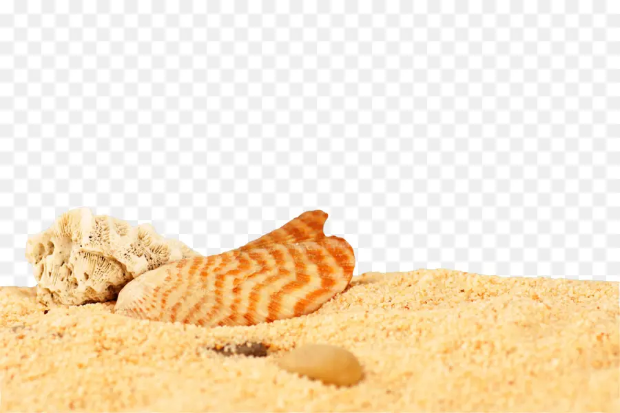 Coquillage，Sable PNG