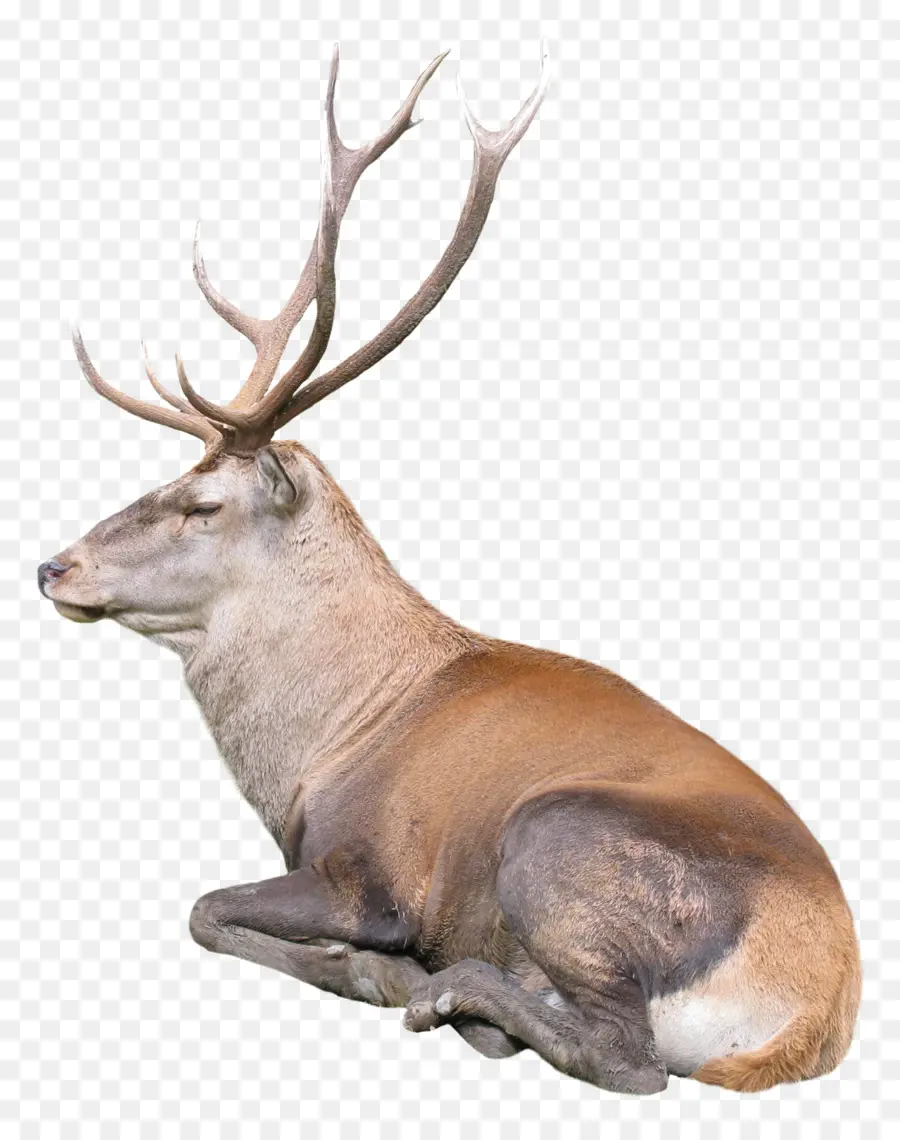 Tête De Cerf，Faune PNG