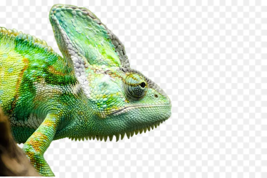 Iguanes Communs，Reptile PNG