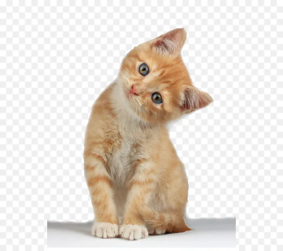 Pli écossais，Chat De Munchkin PNG