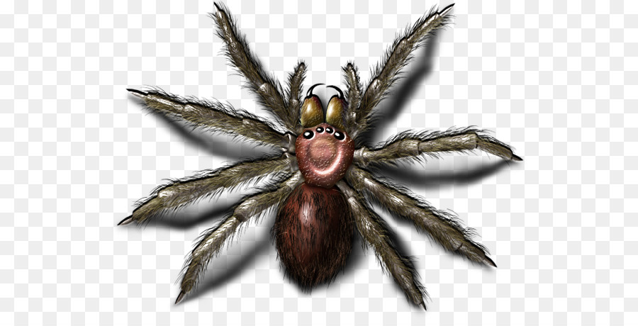 Araignée，Insecte PNG