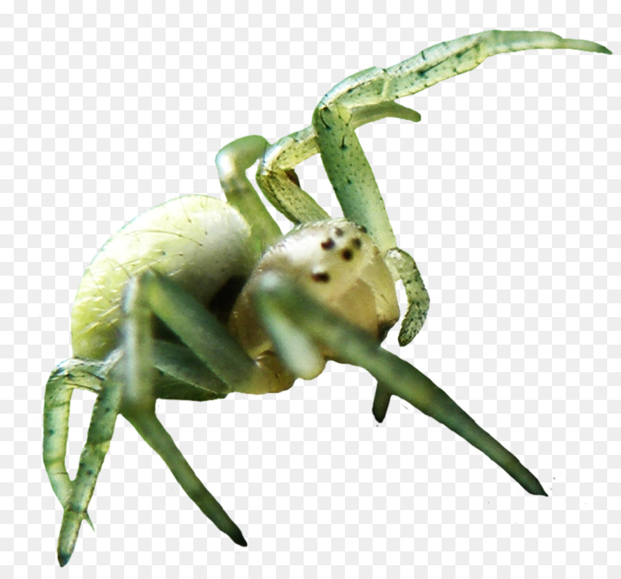 Araignée，Effrayant PNG