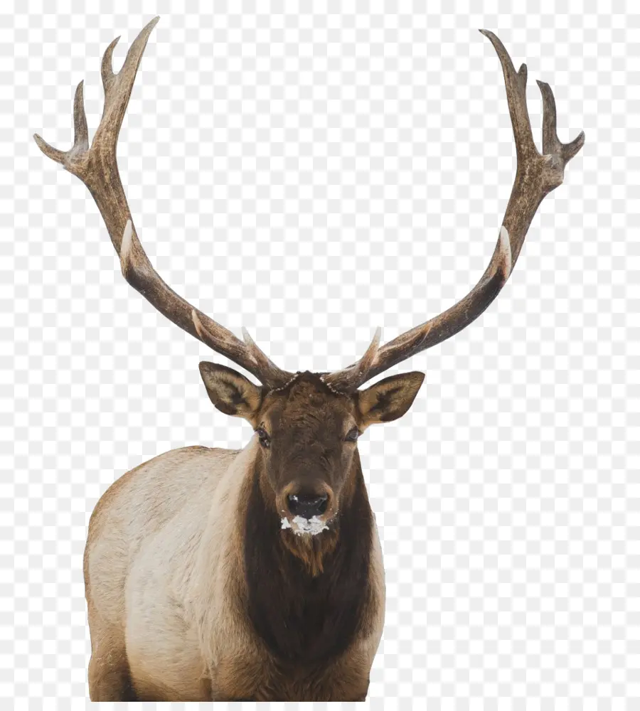 Cerf，Elk PNG